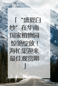 “盛夏白纱”在华南国家植物园惊艳绽放！海杧果迎来最佳观赏期