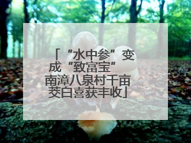 “水中参”变成“致富宝” 南漳八泉村千亩茭白喜获丰收