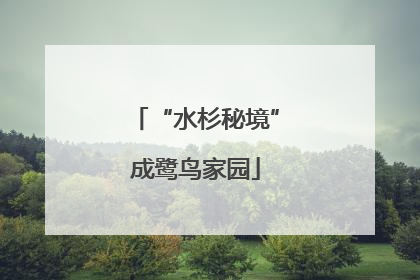 “水杉秘境”成鹭鸟家园