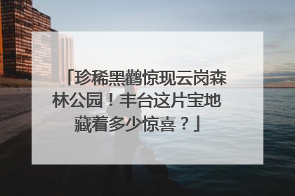 珍稀黑鹳惊现云岗森林公园！丰台这片宝地藏着多少惊喜？
