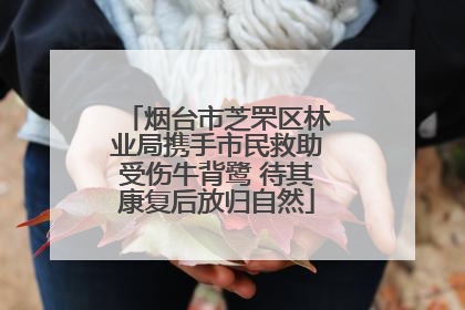 烟台市芝罘区林业局携手市民救助受伤牛背鹭 待其康复后放归自然