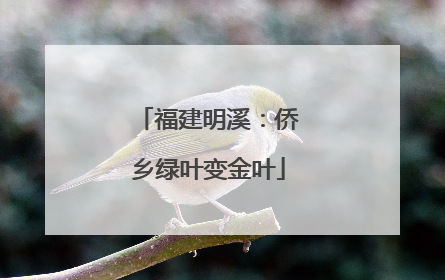 福建明溪：侨乡绿叶变金叶