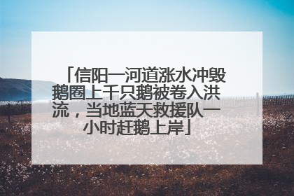 信阳一河道涨水冲毁鹅圈上千只鹅被卷入洪流，当地蓝天救援队一小时赶鹅上岸