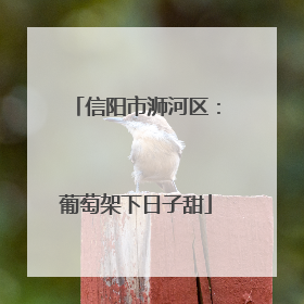 信阳市浉河区：葡萄架下日子甜