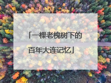 一棵老槐树下的百年大连记忆