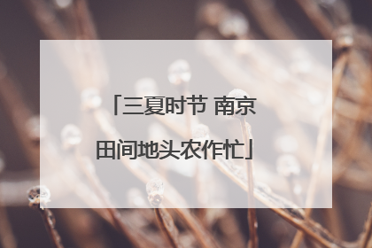三夏时节 南京田间地头农作忙