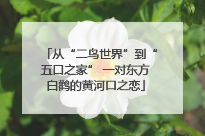 从“二鸟世界”到“五口之家” 一对东方白鹳的黄河口之恋