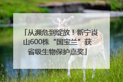 从濒危到绽放！新宁崀山600株“国宝兰”获省级生物保护嘉奖