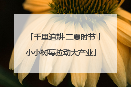 千里追耕·三夏时节丨小小树莓拉动大产业