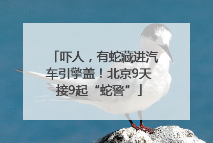 吓人，有蛇藏进汽车引擎盖！北京9天接9起“蛇警”