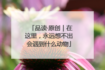 品读·原创｜在这里，永远想不出会遇到什么动物