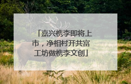 嘉兴槜李即将上市，净相村开共富工坊做槜李文创