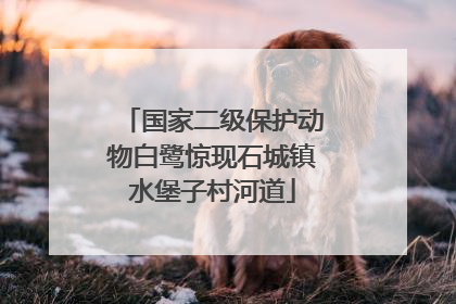 国家二级保护动物白鹭惊现石城镇水堡子村河道
