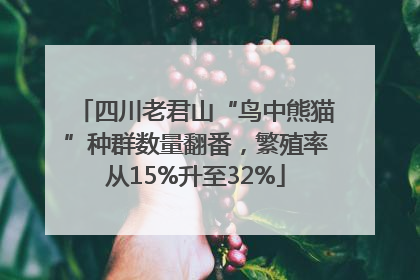 四川老君山“鸟中熊猫”种群数量翻番，繁殖率从15%升至32%