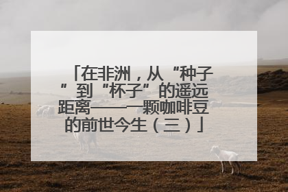 在非洲，从“种子”到“杯子”的遥远距离——一颗咖啡豆的前世今生（三）