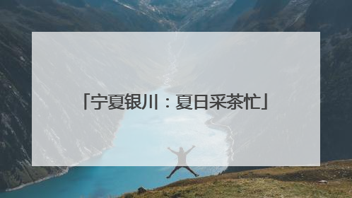 宁夏银川：夏日采茶忙