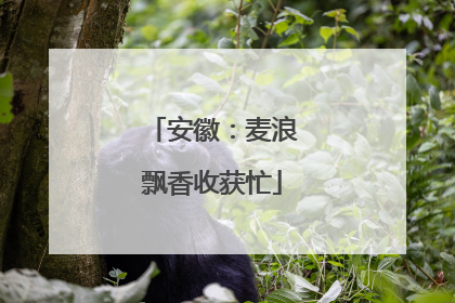 安徽：麦浪飘香收获忙