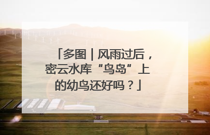多图｜风雨过后，密云水库“鸟岛”上的幼鸟还好吗？
