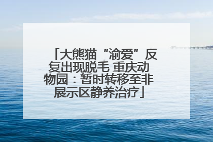 大熊猫“渝爱”反复出现脱毛 重庆动物园：暂时转移至非展示区静养治疗