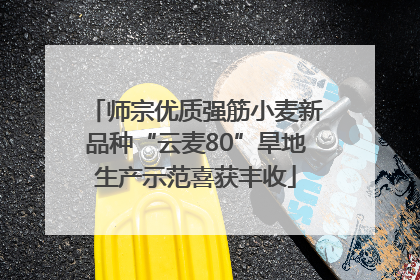 师宗优质强筋小麦新品种“云麦80”旱地生产示范喜获丰收