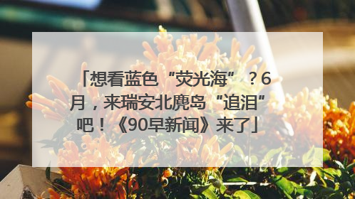 想看蓝色“荧光海”？6月，来瑞安北麂岛“追泪”吧！《90早新闻》来了