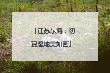 江苏东海：初夏湿地美如画