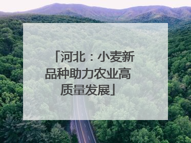 河北：小麦新品种助力农业高质量发展