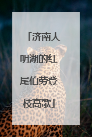 济南大明湖的红尾伯劳登枝高歌