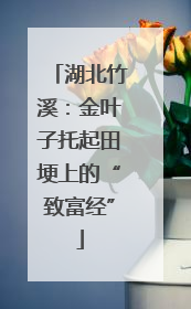 湖北竹溪：金叶子托起田埂上的“致富经”