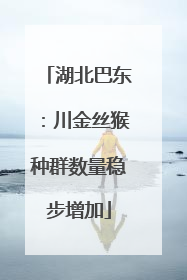湖北巴东：川金丝猴种群数量稳步增加