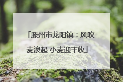 滕州市龙阳镇：风吹麦浪起 小麦迎丰收