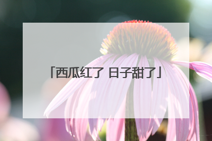 西瓜红了 日子甜了