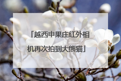 越西申果庄红外相机再次拍到大熊猫