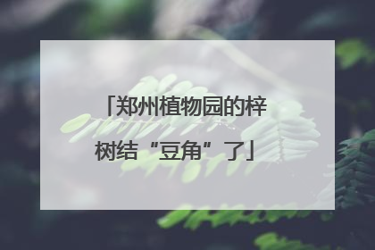 郑州植物园的梓树结“豆角”了