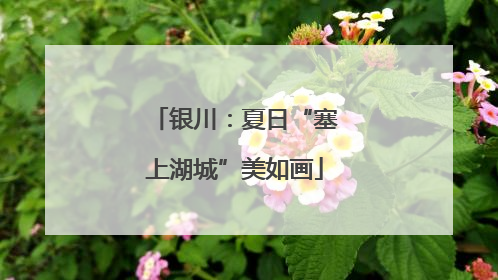 银川：夏日“塞上湖城”美如画