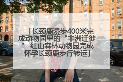 长颈鹿漫步400米完成动物园里的“非洲迁徙” 红山森林动物园完成怀孕长颈鹿步行转运