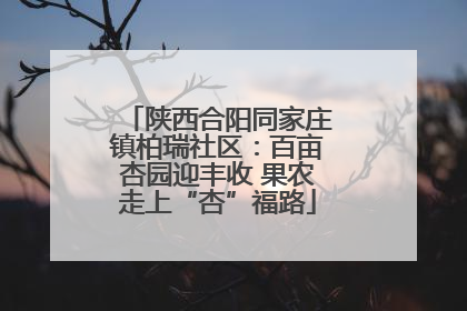 陕西合阳同家庄镇柏瑞社区：百亩杏园迎丰收 果农走上“杏”福路