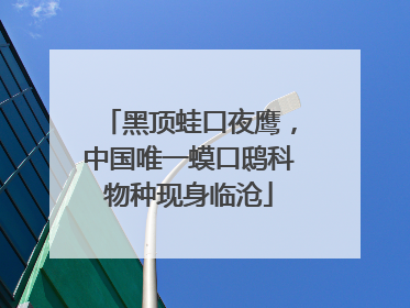 黑顶蛙口夜鹰，中国唯一蟆口鸱科物种现身临沧