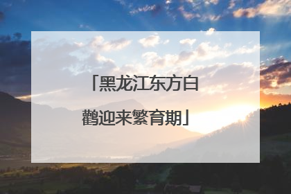 黑龙江东方白鹳迎来繁育期
