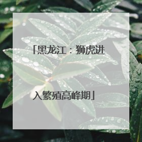 黑龙江：狮虎进入繁殖高峰期